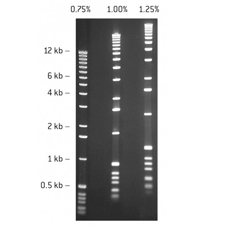 Picture of SeaKem GTG Agarose 500g
